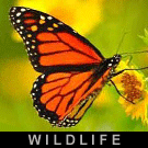 Wildlife Photography